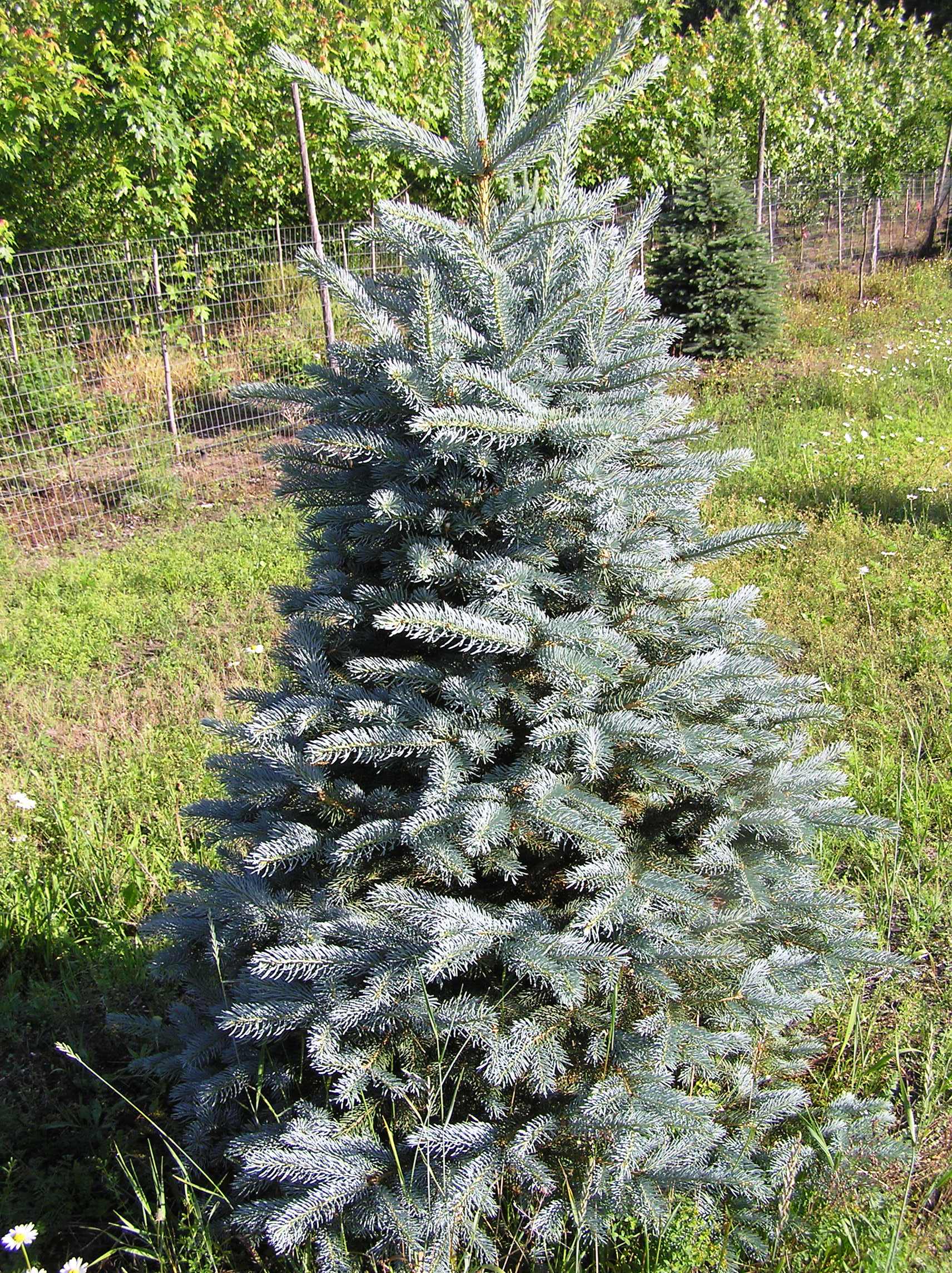 Picea pungens var. glauca 'Majestic Blue'